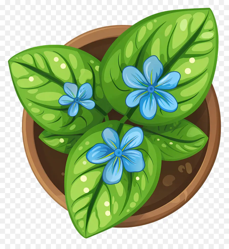 Vista Superior De Las Plantas，Planta En Maceta Con Flor Azul PNG