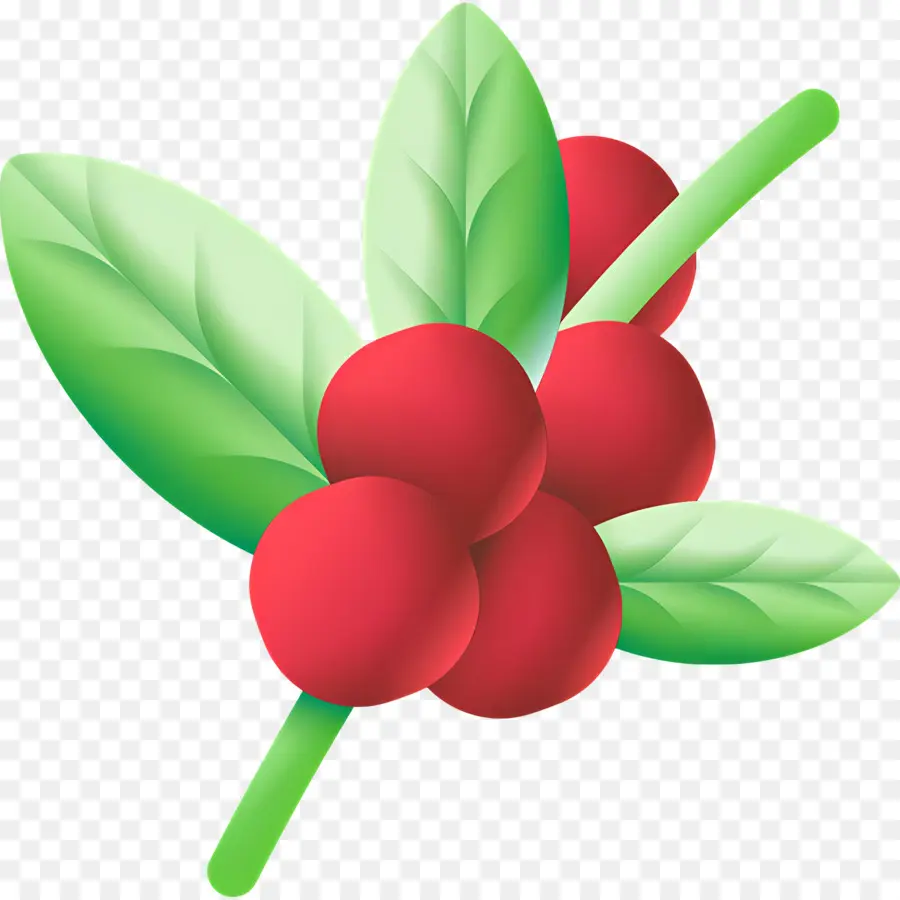 Planta De Cafe，Frutos Rojos Con Hojas PNG