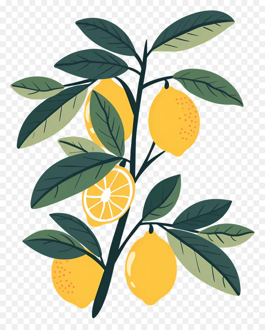 Limones Con Hojas，Limon Y Flores PNG