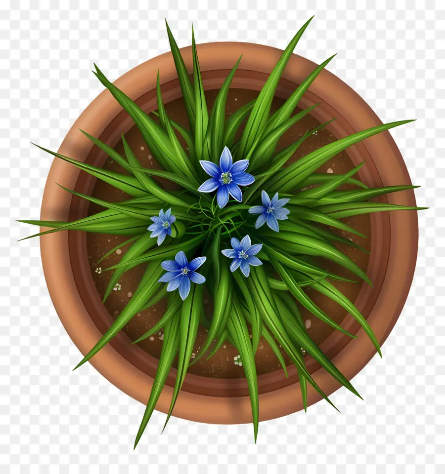 Vista Superior De Las Plantas，Planta En Maceta Con Flores Azules PNG