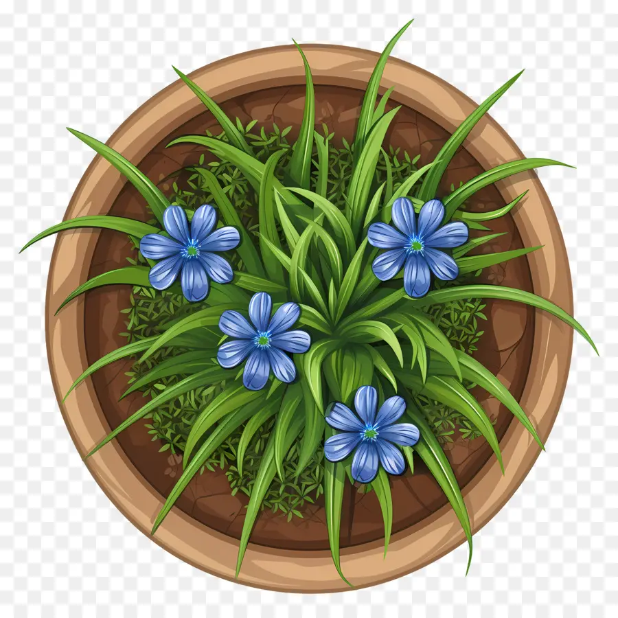 Vista Superior De Las Plantas，Planta En Maceta Con Flores Azules PNG