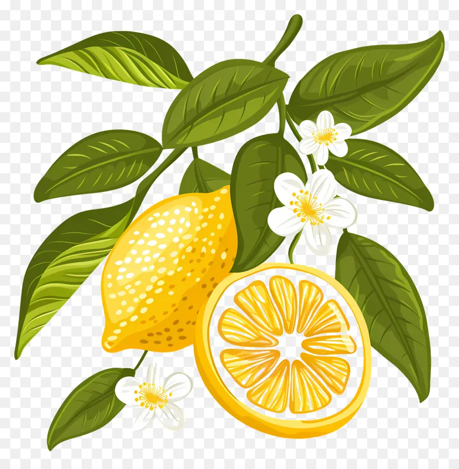 Limones Con Hojas，Limon Y Flores PNG