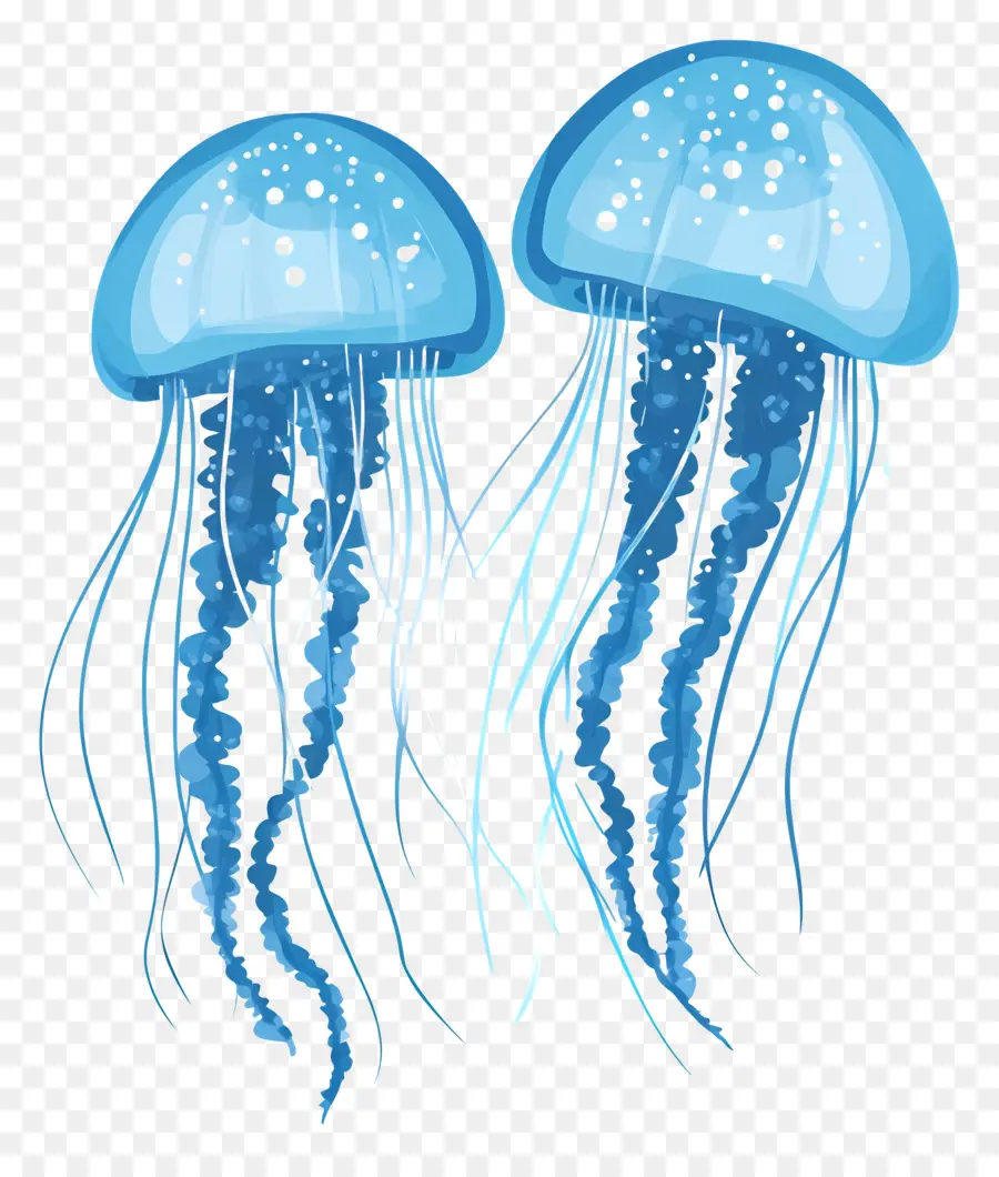 Medusas，Par De Medusas Azules PNG