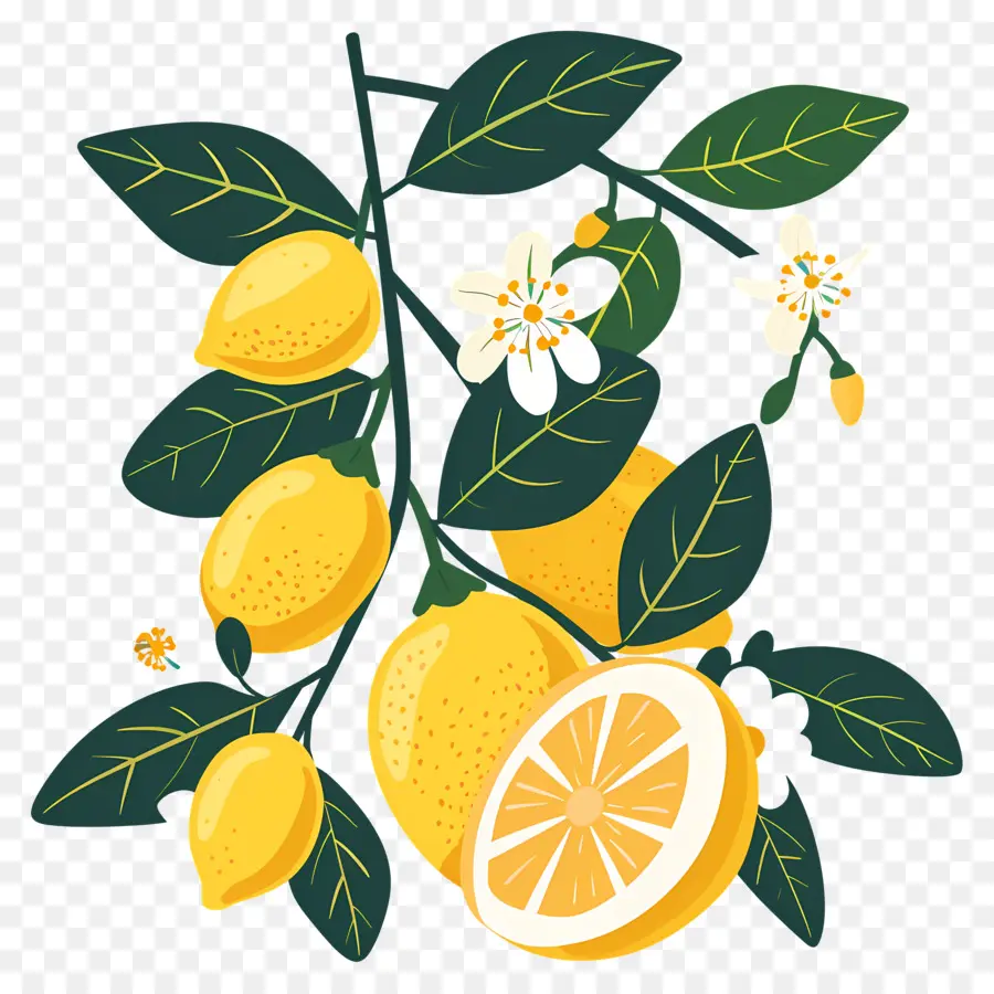 Limones Con Hojas，Limon Y Flores PNG