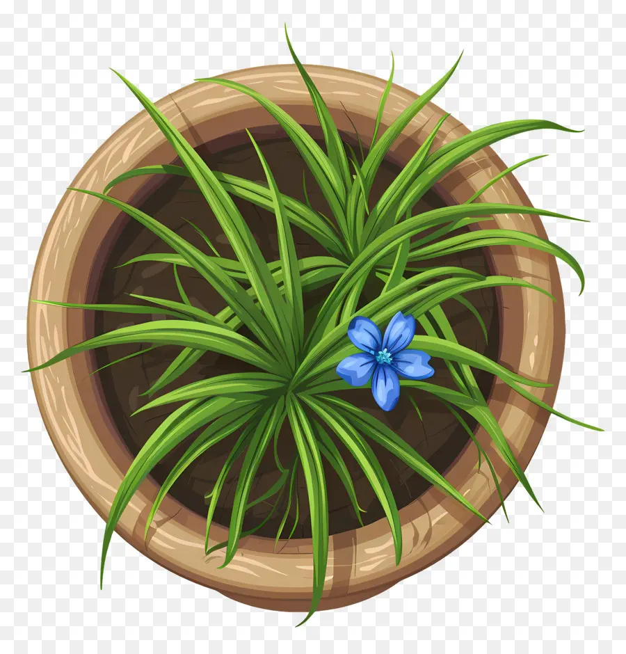 Vista Superior De Las Plantas，Planta En Maceta Con Flores Azules PNG