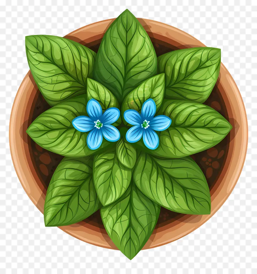 Vista Superior De Las Plantas，Planta En Maceta Con Flor Azul PNG