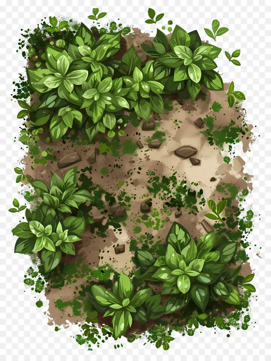 Vista Superior De Las Plantas，Verdor PNG