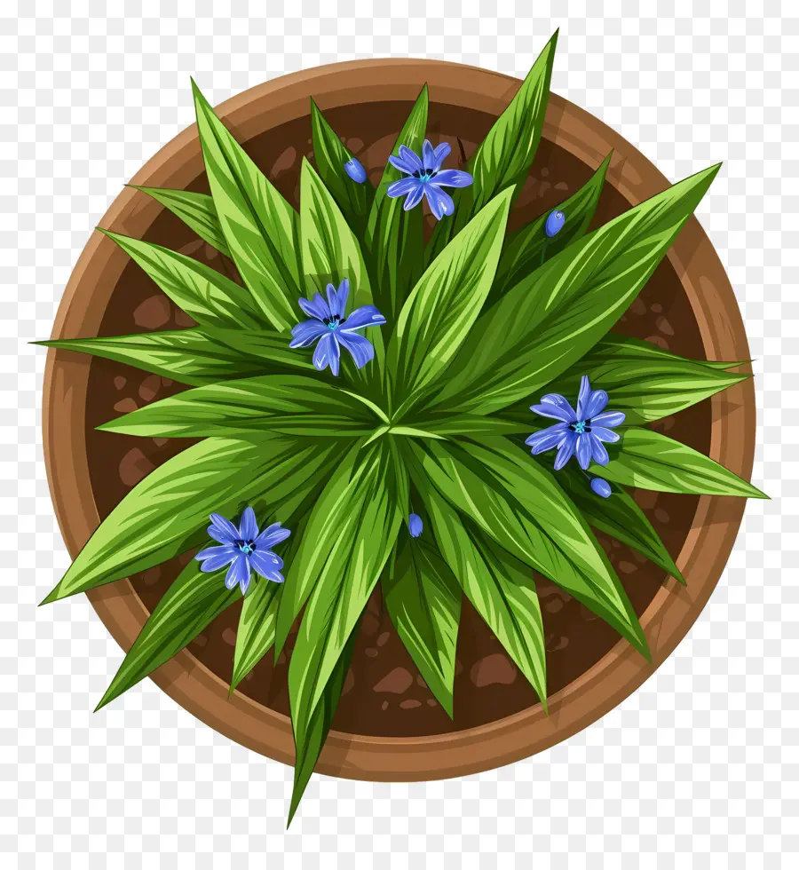 Vista Superior De Las Plantas，Planta En Maceta Con Flores Azules PNG