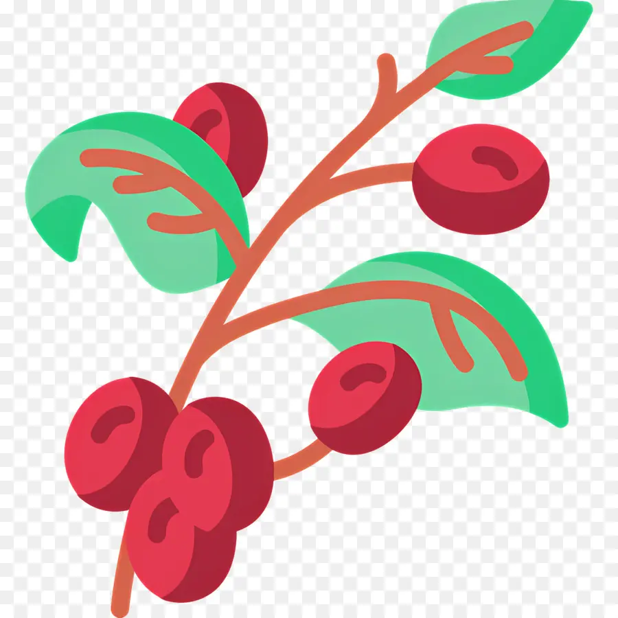 Planta De Cafe，Frutos Rojos PNG