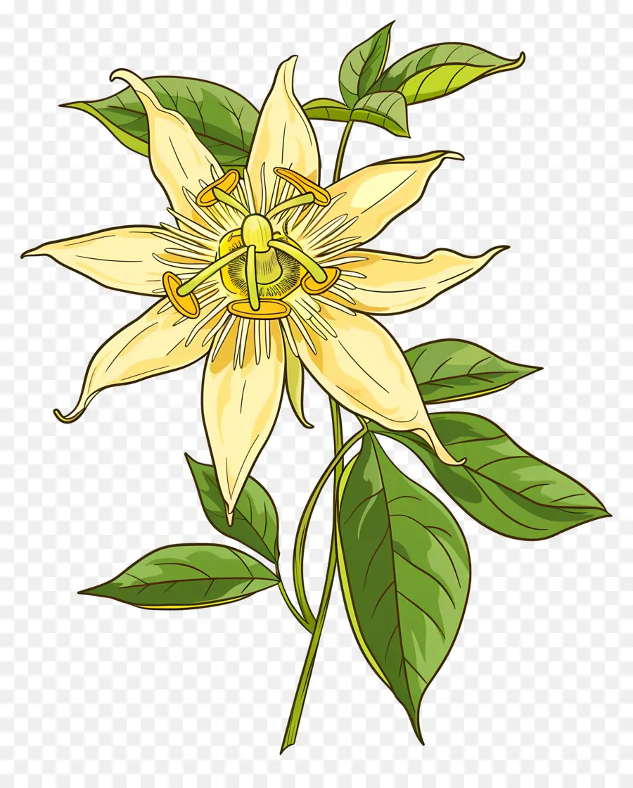 Flor Floreciente，Flor Amarilla PNG