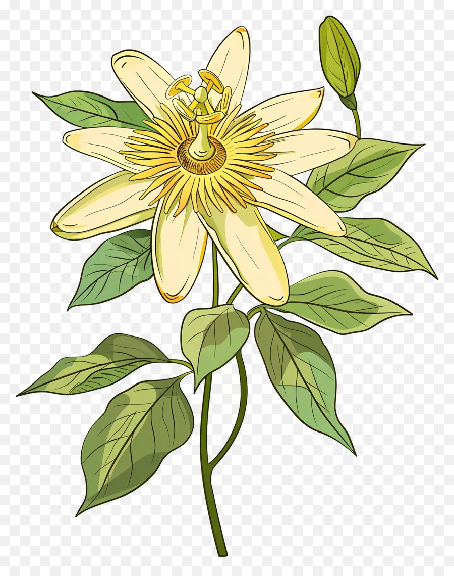 Flor Floreciente，Flor Amarilla PNG