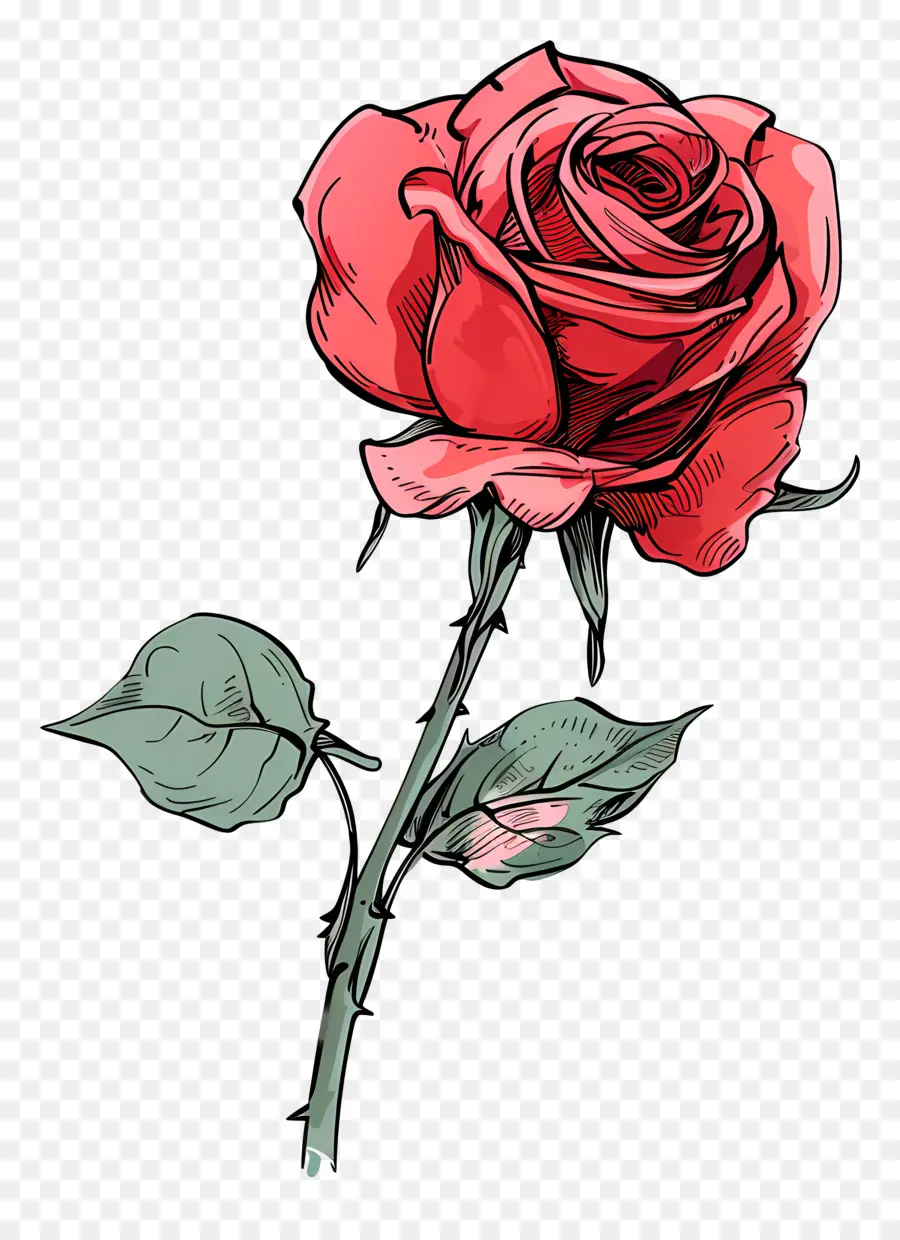 Rosa Roja，Provenir PNG