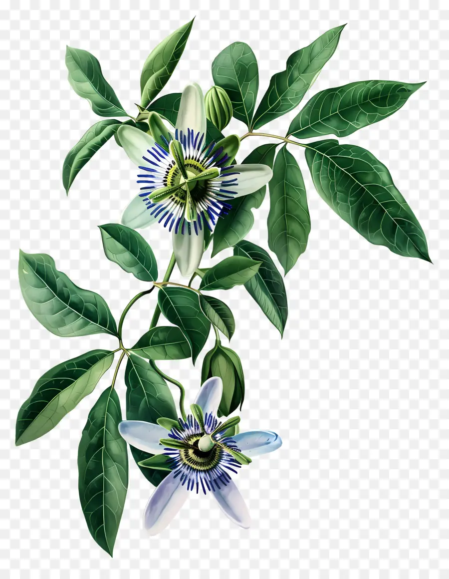 Flor Floreciente，Flor De La Pasión PNG