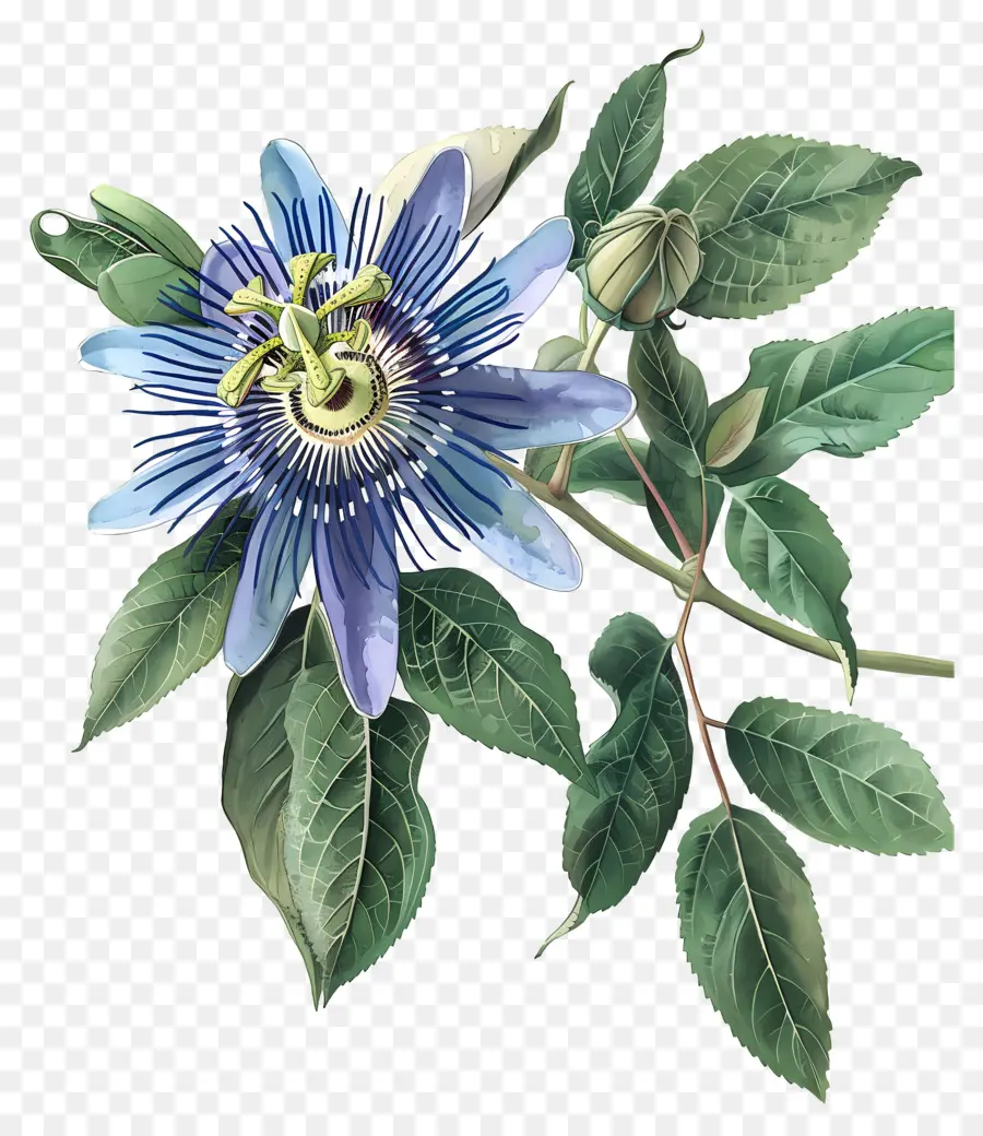 Flor Floreciente，Flores Azules PNG