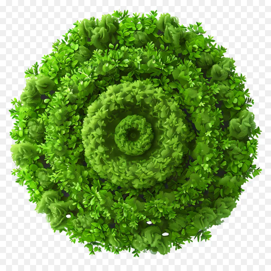 Plano De árbol，Espiral Verde PNG