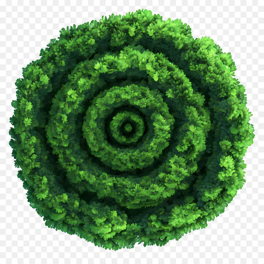 Plano De árbol，Espiral Verde PNG