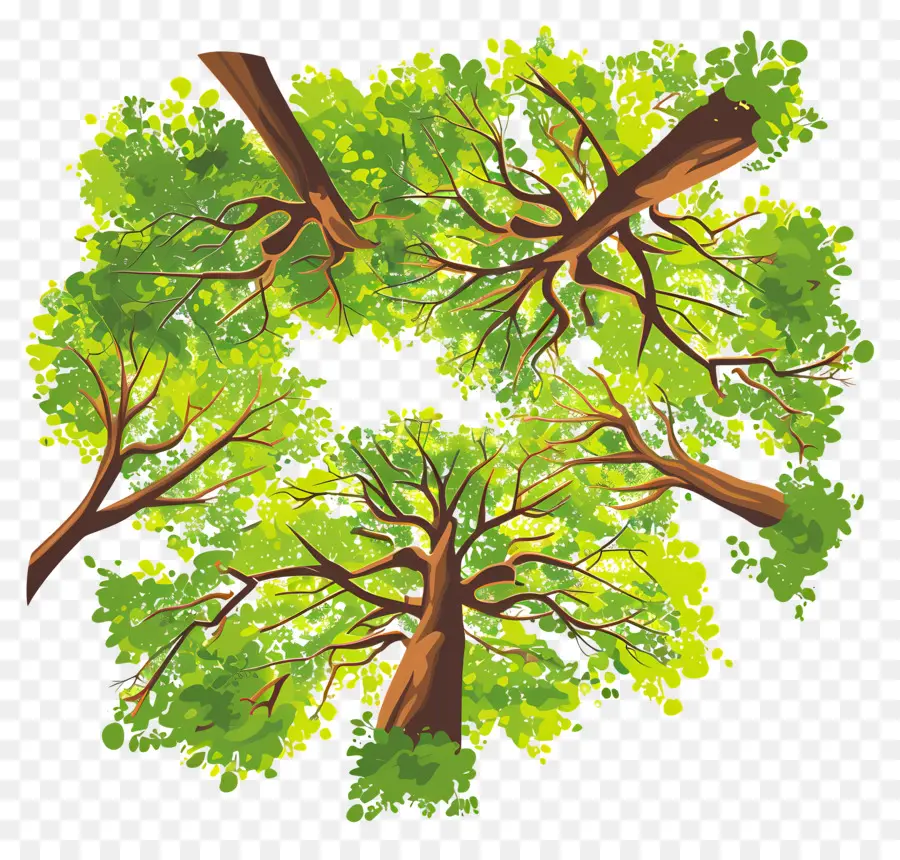 Plano De árbol，árbol Verde PNG