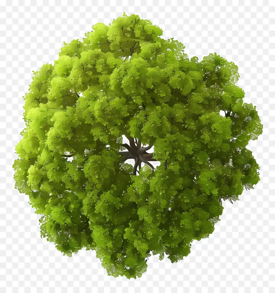 Plano De árbol，árbol Verde PNG