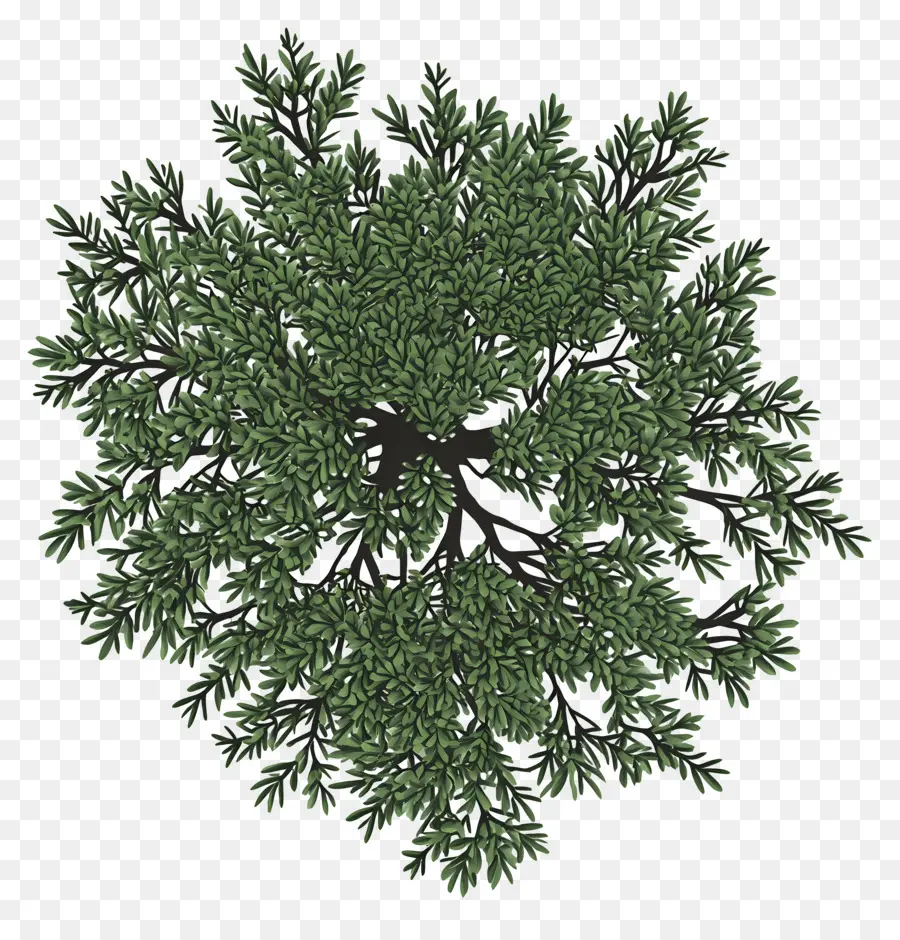 Plano De árbol，Follaje Verde PNG