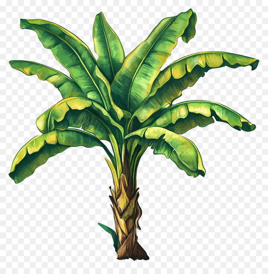 árbol De Plátano，Planta PNG