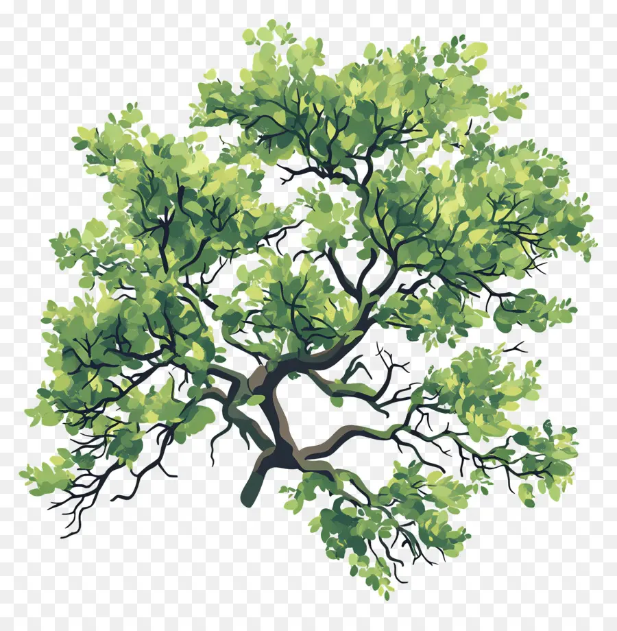 Plano De árbol，árbol Verde PNG