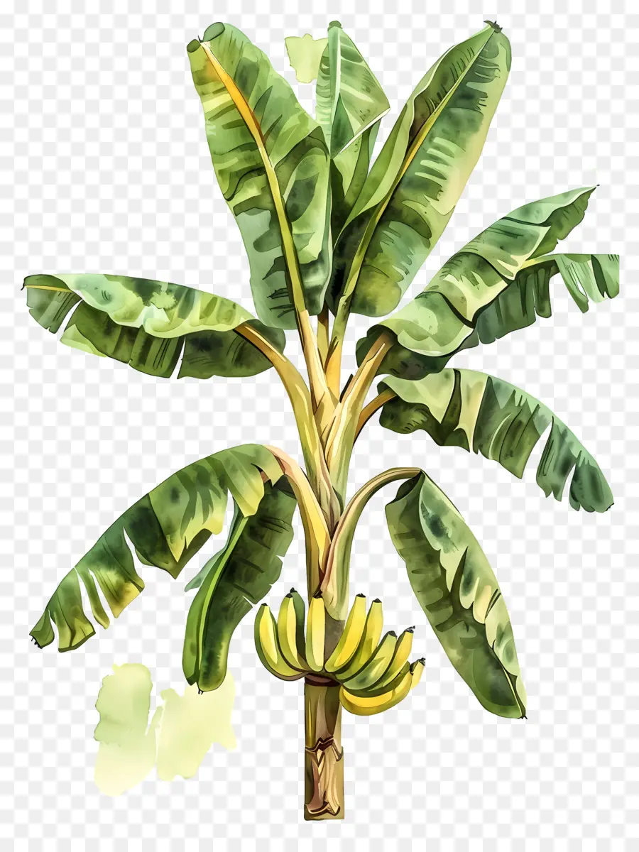 árbol De Plátano，Planta PNG