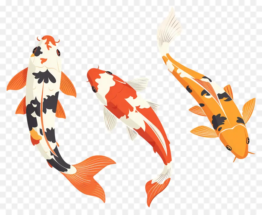 Pez Koi，Tres Peces Koi Detallados PNG