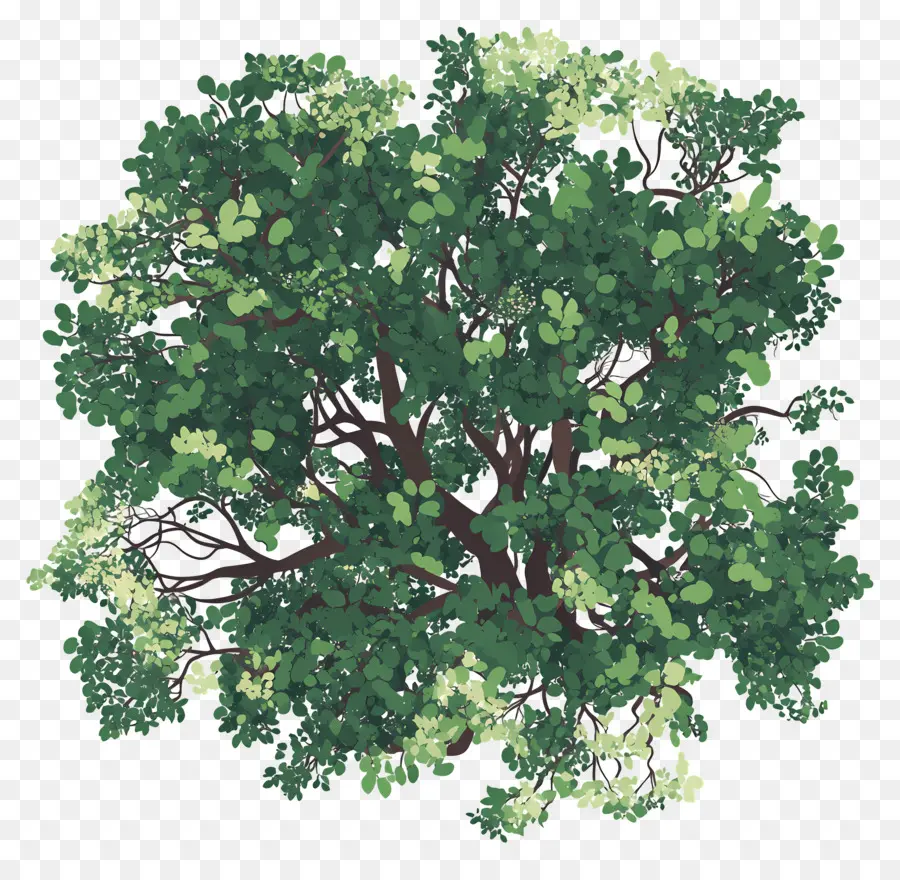 Plano De árbol，Árbol PNG