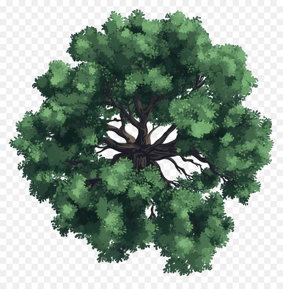 Plano De árbol，árbol Verde PNG