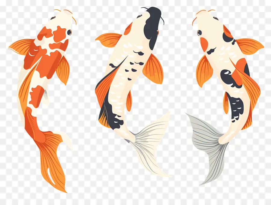 Pez Koi，Tres Peces Koi Detallados PNG