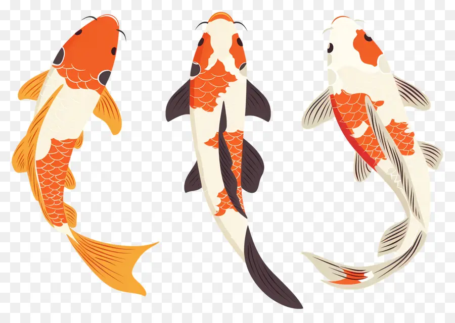 Pez Koi，Tres Peces Koi Detallados PNG