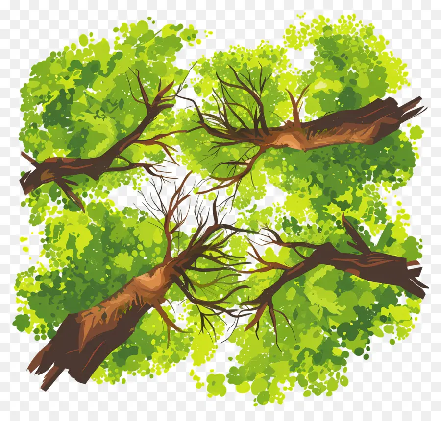 Plano De árbol，árbol Verde PNG