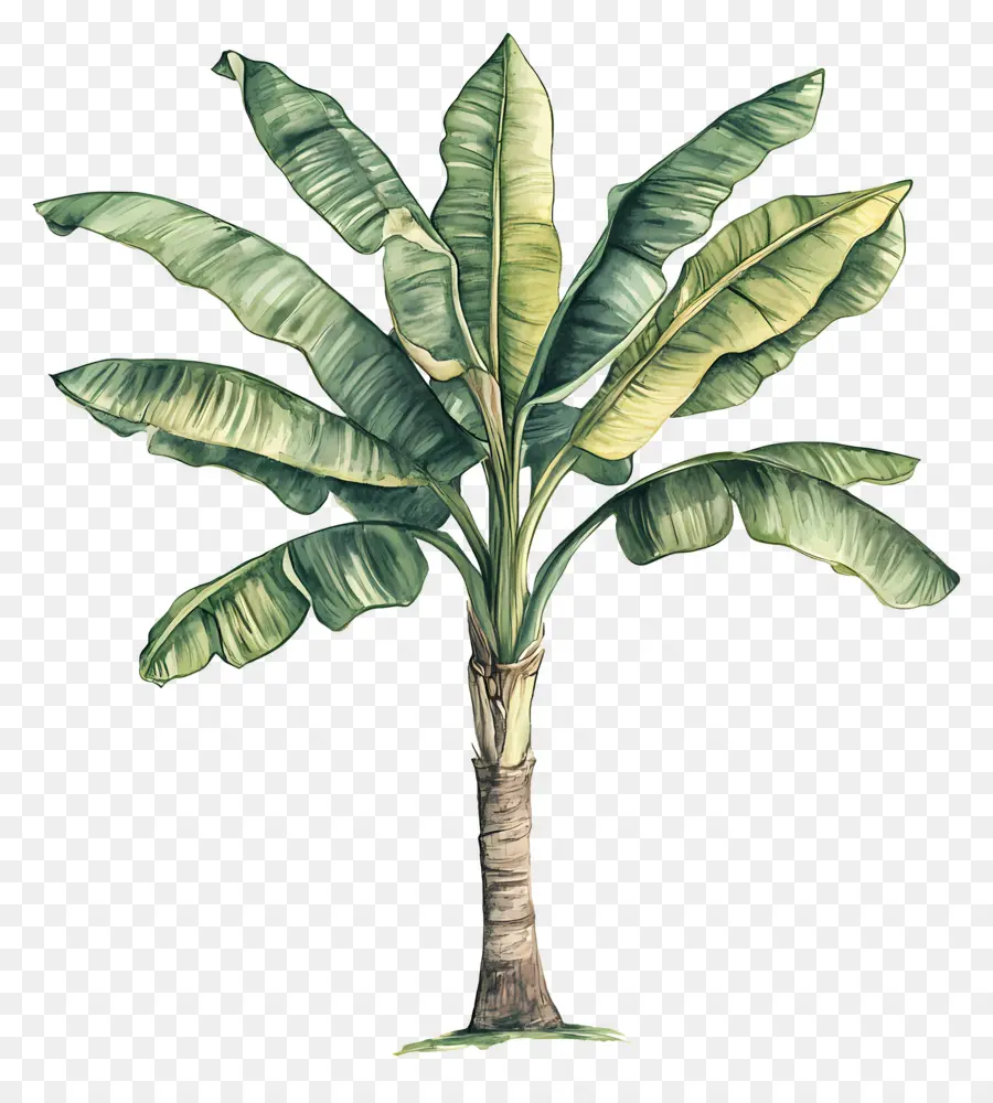 árbol De Plátano，Planta PNG