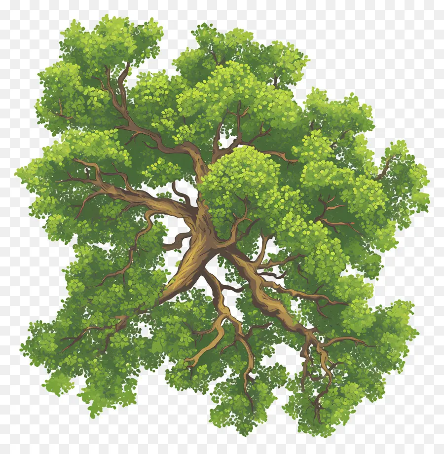 Plano De árbol，árbol Verde PNG