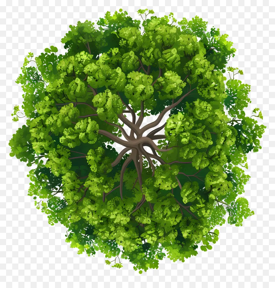 Plano De árbol，Árbol De Vista Superior PNG