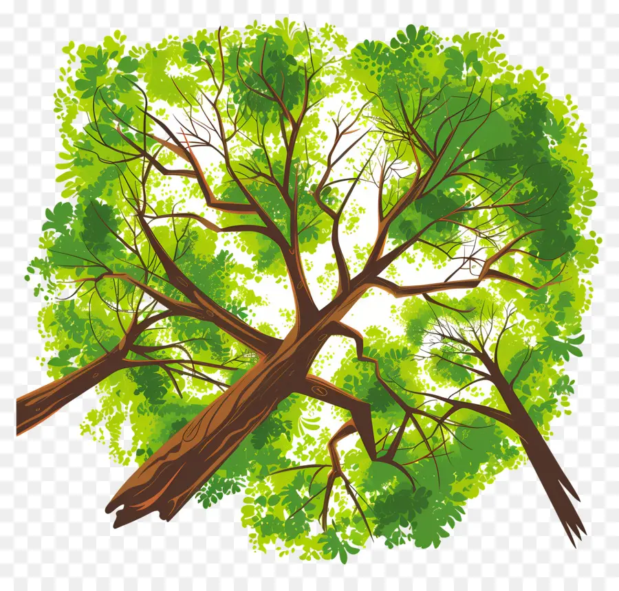 Plano De árbol，árbol Verde PNG