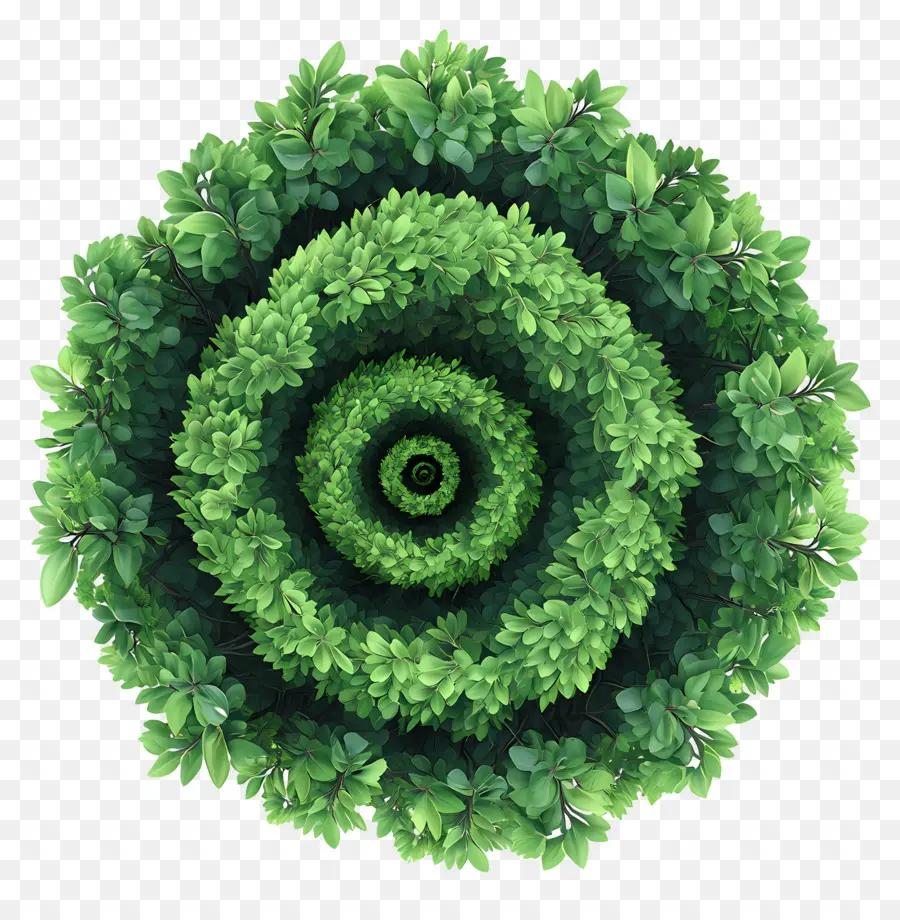 Plano De árbol，Espiral Verde PNG