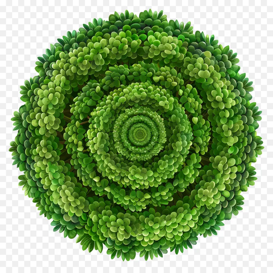 Plano De árbol，Espiral Verde PNG