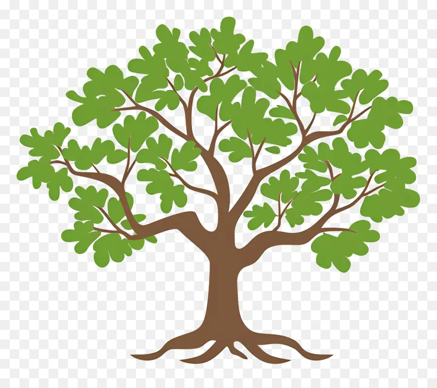 Roble，Árbol Detallado PNG