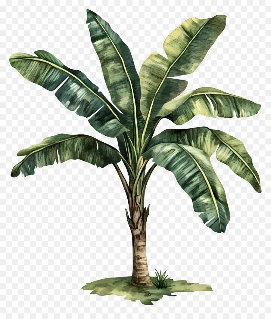 árbol De Plátano，Planta PNG