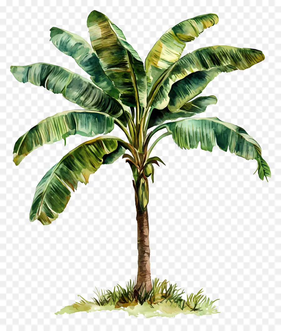 árbol De Plátano，Planta PNG