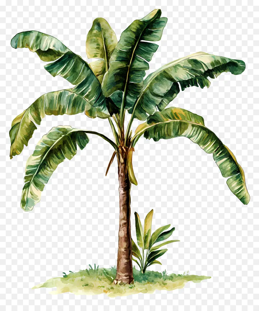 árbol De Plátano，Planta PNG