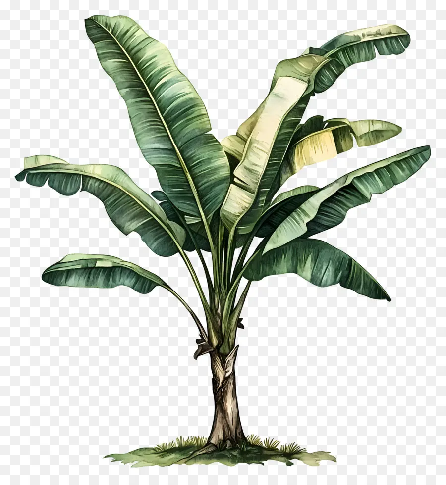 árbol De Plátano，Planta PNG