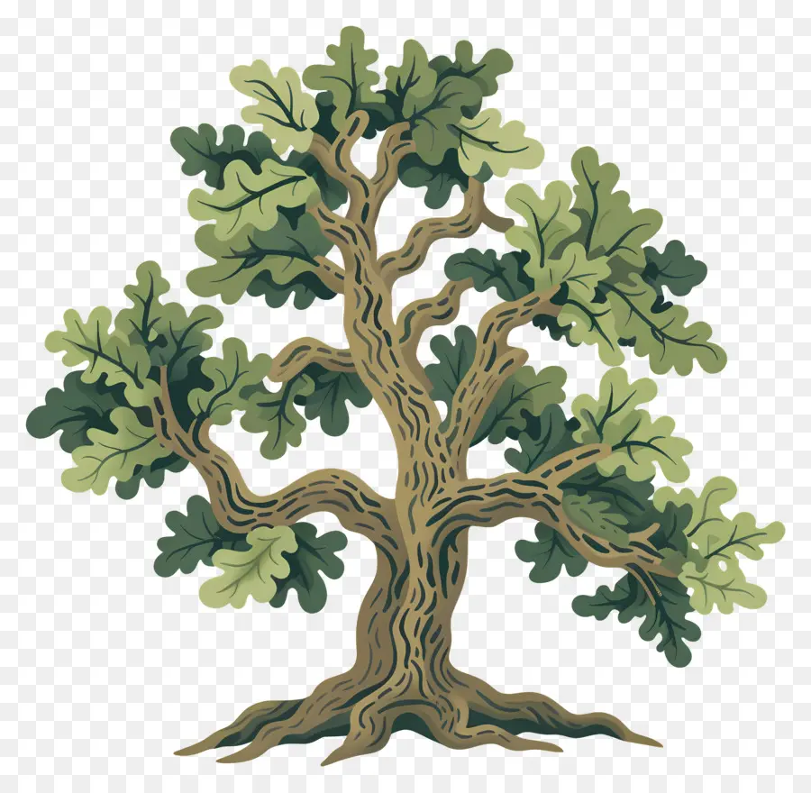 Roble，Árbol Detallado PNG