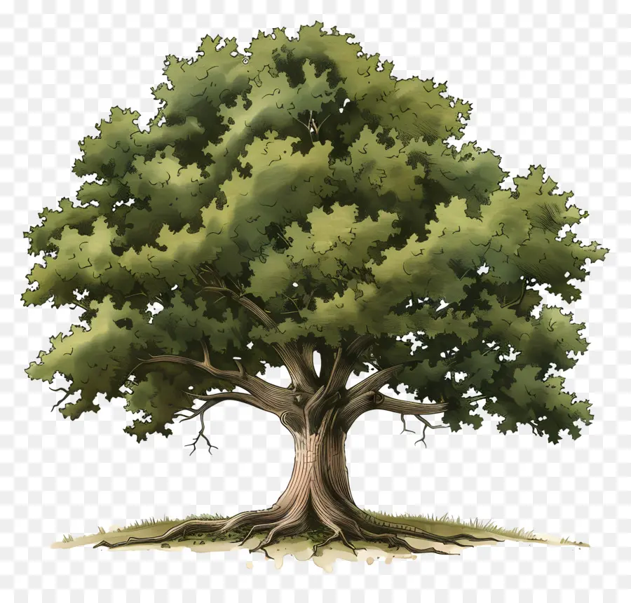 Roble，árbol Realista PNG