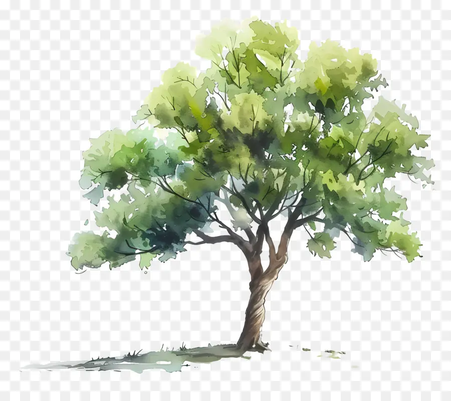 árbol De Acuarela，árbol Verde PNG