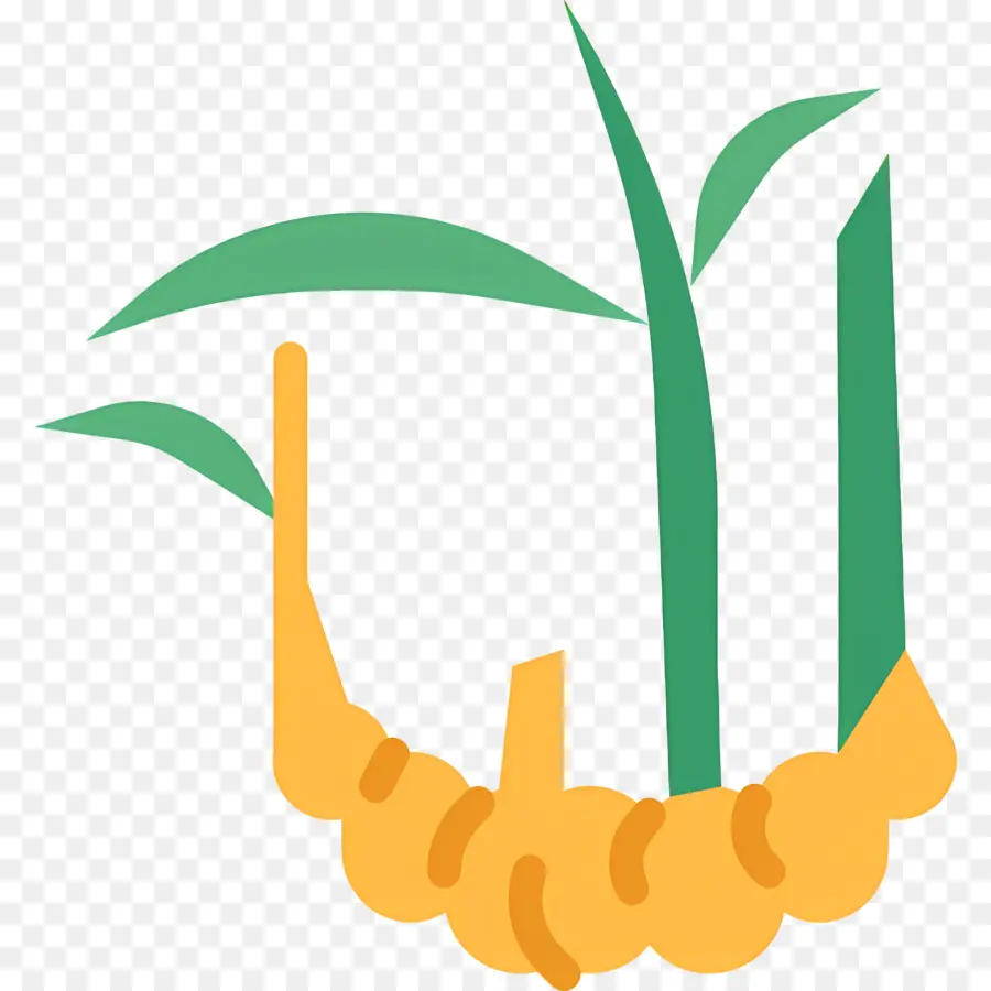 Cúrcuma，Planta De Jengibre PNG