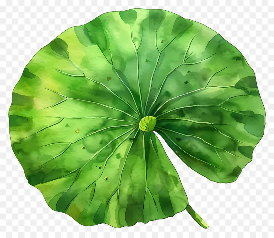 Hoja De Loto，Hoja De Loto Verde PNG