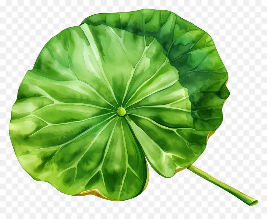 Hoja De Loto，Hoja De Loto Verde PNG