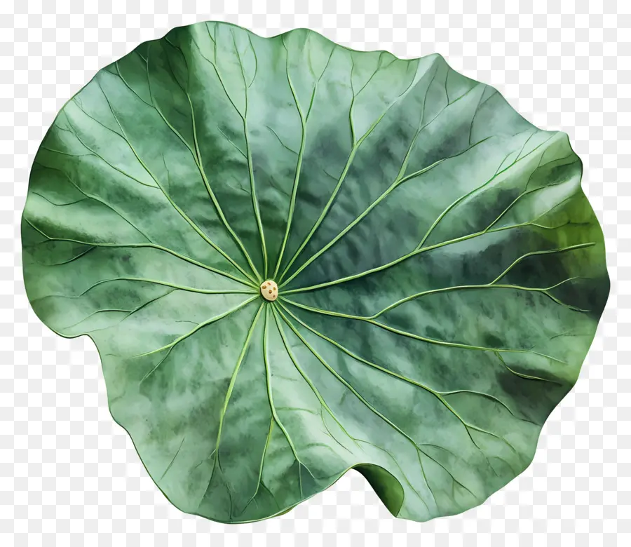 Hoja De Loto，Hoja De Loto Verde PNG